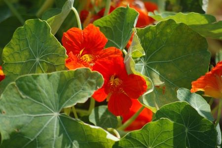 Oost Indische kers