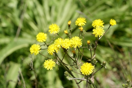 Tuinplantjes gevraagd