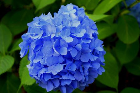 Over de hortensia van Jose Robinson